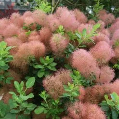 Cotinus Candy Floss | 3L Pot