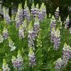 Lupinus Arboreus Lavender Spires | 2 Litre Pot -Perennial Plants Sales Store PL30003630 4eab