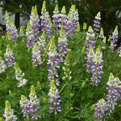 Lupinus Arboreus Lavender Spires | 2 Litre Pot