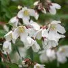Philadelphus Dainty Lady (PBR) | 2 Litre Pot