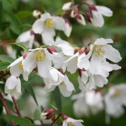 Philadelphus Dainty Lady (PBR) | 2 Litre Pot