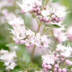 Caryopteris X Clandonensis Pink Perfection ('Lisspin') (PBR) | 2 Litre Pot