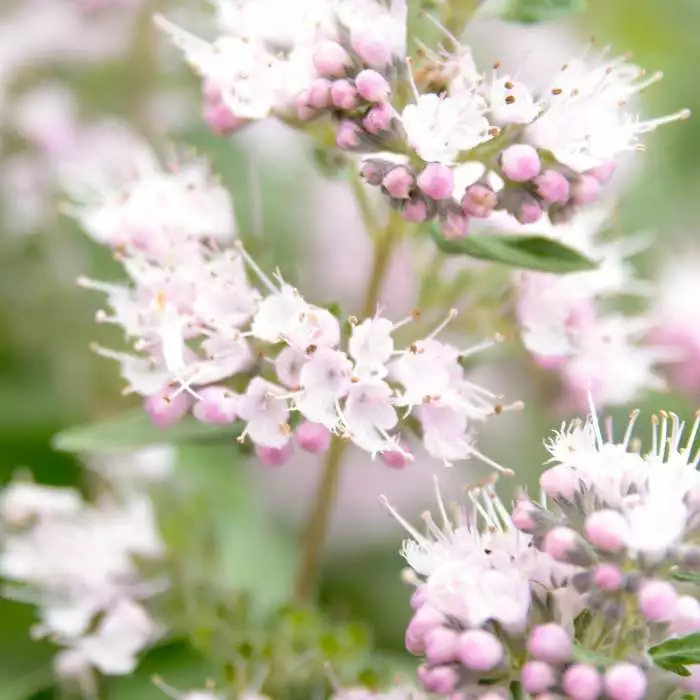 Caryopteris X Clandonensis Pink Perfection ('Lisspin') (PBR) | 2 Litre Pot 3 Caryopteris X Clandonensis Pink Perfection ('Lisspin') (PBR) | 2 Litre Pot