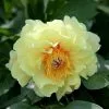 Paeonia Bartzella | 4L Pot -Perennial Plants Sales Store PL30003662 854c