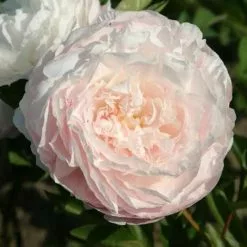 Paeonia Lactiflora Mother's Choice | 4L Pot