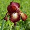 Iris Kent Pride | 2 Litre Pot -Perennial Plants Sales Store PL30003699 c914