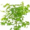 Acer Palmatum Going Green ('Sonkootgre') (PBR) | 3L Pot -Perennial Plants Sales Store PL30003715 ee6b