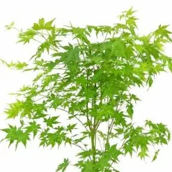 Acer Palmatum Going Green ('Sonkootgre') (PBR) | 3L Pot