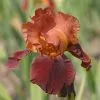 Iris Natchez Trace | 2 Litre Pot -Perennial Plants Sales Store PL30003772 1ed0