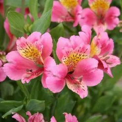 Alstroemeria Uranus (Planet Series) | 2 Litre Pot