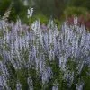 Salvia Nemorosa Crystal Blue (Color Spires Series) | 2L Pot -Perennial Plants Sales Store PL30003779 d1f7