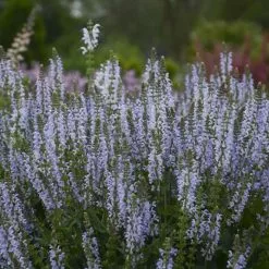 Salvia Nemorosa Crystal Blue (Color Spires Series) | 2L Pot