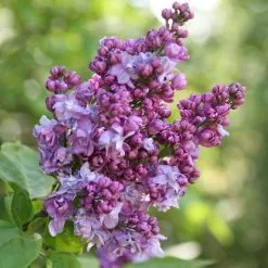 Syringa Vulgaris Charles Joly | 12L Pot