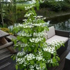 Viburnum Plicatum F. Tomentosum Kilimanjaro ('Jww1') (PBR) | 12L Pot