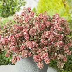 Abelia × Grandiflora Magic Daydream ('Opstal103') (PBR) | 2L Pot