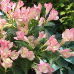 Weigela All Summer Peach ('Slingpink') (All Summer Series) | 2L Pot