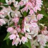 Deutzia × Rosea Yuki Cherry Blossom ('Ncdx2') (PBR) | 3L Pot -Perennial Plants Sales Store PL30003946 7d7c