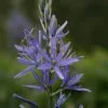 Camassia Leichtlinii Subsp. Suksdorfii | 2 Litre Pot