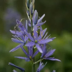 Camassia Leichtlinii Subsp. Suksdorfii | 2 Litre Pot