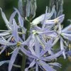 Camassia Cusickii | 2 Litre Pot -Perennial Plants Sales Store PL30003974 292f