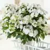 Hydrangea Runaway Bride Snow White ('USHYD0405') (PBR) | 7 Lt Pot -Perennial Plants Sales Store PL30003977 64af