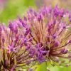 Allium Purple Rain | 2 Litre Pot -Perennial Plants Sales Store PL30003986 eec9