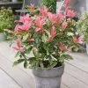 Photinia Serratifolia Pink Crispy ('Oploo5') (PBR) | 2L Pot