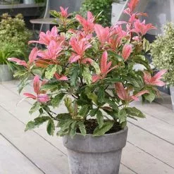 Photinia Serratifolia Pink Crispy ('Oploo5') (PBR) | 2L Pot