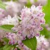 Deutzia Raspberry Sundae ('Low 18') (PBR) | 2L Pot