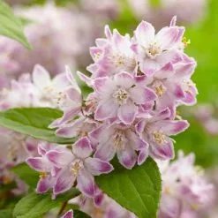 Deutzia Raspberry Sundae ('Low 18') (PBR) | 2L Pot
