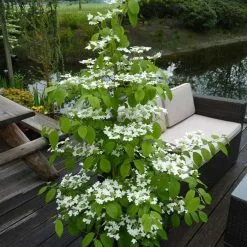Viburnum Plicatum F. Tomentosum Kilimanjaro ('Jww1') (PBR) | 2L Pot