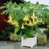Brugmansia Yellow | 19cm Pot -Perennial Plants Sales Store PL30004004 b254