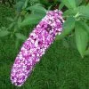 Buddleja Berries And Cream ('Pmoore14') (PBR) | 2L Pot -Perennial Plants Sales Store PL30004029 4aba