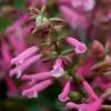 Salvia Kisses And Wishes (PBR) | 2L Pot -Perennial Plants Sales Store PL30004032 4ed2