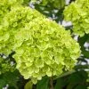 Hydrangea Paniculata Little Lime ('Jane') (PBR) | 12L Pot 1 Hydrangea Paniculata Little Lime ('Jane') (PBR) | 12L Pot -Perennial Plants Sales Store PL30004042 129e