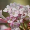 Viburnum × Bodnantense Charles Lamont | 12L Pot -Perennial Plants Sales Store PL30004044 defe