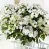 Hydrangea Runaway Bride Snow White ('USHYD0405') (PBR) | 2L Pot