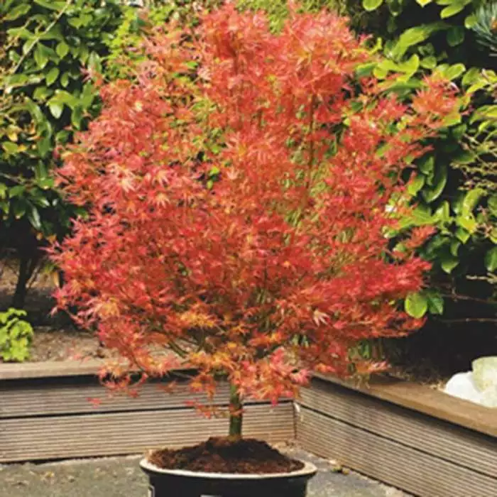 Acer Palmatum Wilson's Pink Dwarf | 3L Pot 3 Acer Palmatum Wilson's Pink Dwarf | 3L Pot