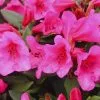 Rhododendron (Winsome Group) Winsome | 5 Litre Pot
