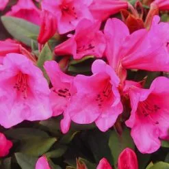 Rhododendron (Winsome Group) Winsome | 5 Litre Pot