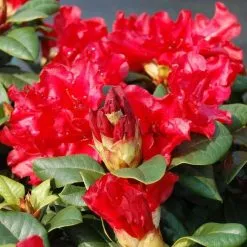 Rhododendron Scarlet Wonder | 4 Litre Pot