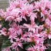 Rhododendron Pink Spider (PBR) | 2L Pot