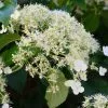 Hydrangea Anomala Subsp. Petiolaris Flying Saucer | 2L Pot -Perennial Plants Sales Store PL30004131 a490