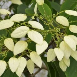 Schizophragma Fauriei Angel Wings | 2L Pot