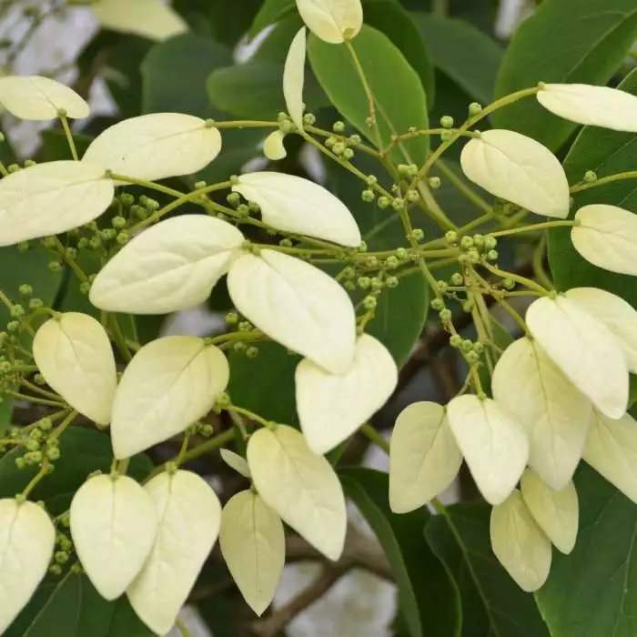 Schizophragma Fauriei Angel Wings | 2L Pot 3 Schizophragma Fauriei Angel Wings | 2L Pot