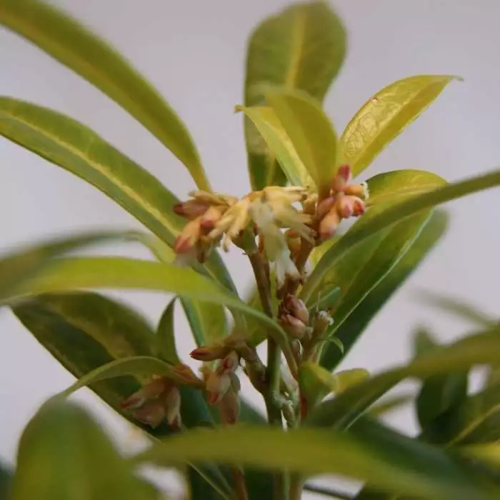 Sarcococca Hookeriana Var. Humilis Fragrant Valley ('Sarsid3') (PBR) | 2L Pot 3 Sarcococca Hookeriana Var. Humilis Fragrant Valley ('Sarsid3') (PBR) | 2L Pot