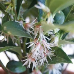 Sarcococca Hookeriana Var. Humilis Fragrant Mountain ('Sarsid4') (PBR) | 2L Pot