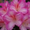 Rhododendron Eucharitis | 5 Litre Pot -Perennial Plants Sales Store PL30004178 5b7a