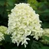 Hydrangea Paniculata Skyfall ('Frenne') (PBR) | 2L Pot -Perennial Plants Sales Store PL30004220 392d
