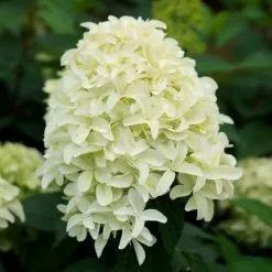 Hydrangea Paniculata Skyfall ('Frenne') (PBR) | 2L Pot